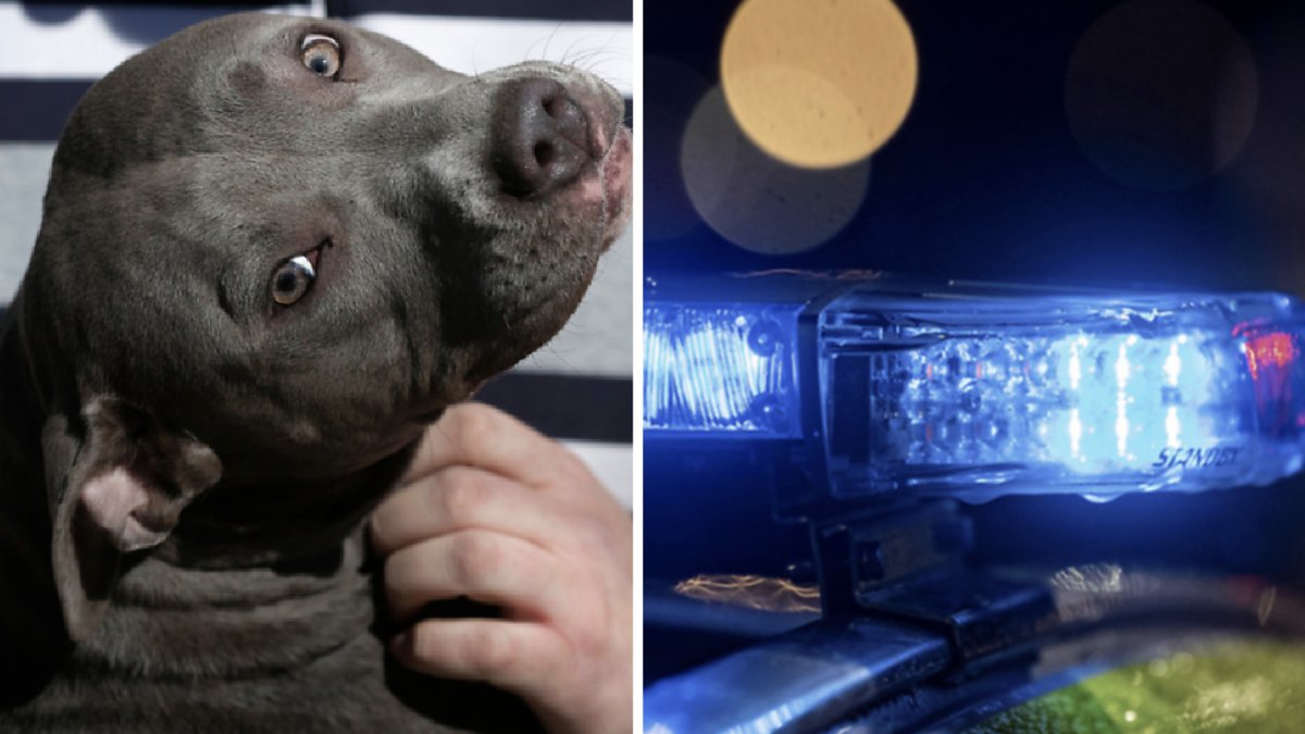 Mannen skallade en kvinna och bussade sin hund på polis.